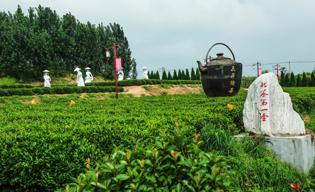 茶园示范区-特色小镇之 "茶之海青"全国摄影大展投稿区-大众摄影网