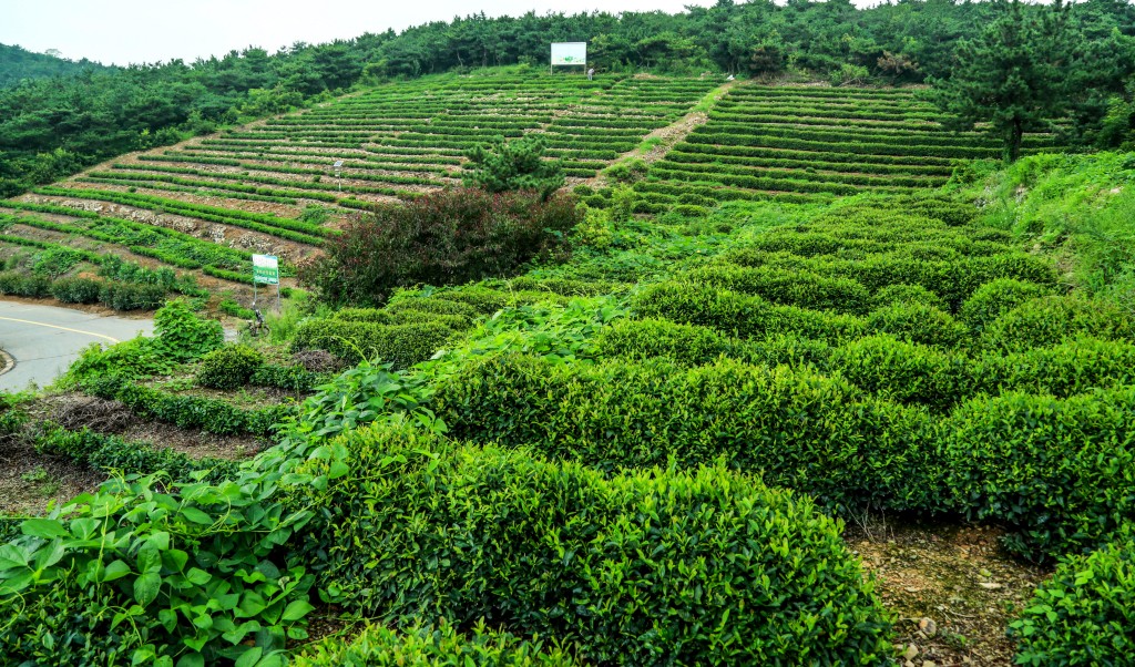 绿色茶园-特色小镇之 "茶之海青"全国摄影大展投稿区-大众摄影网