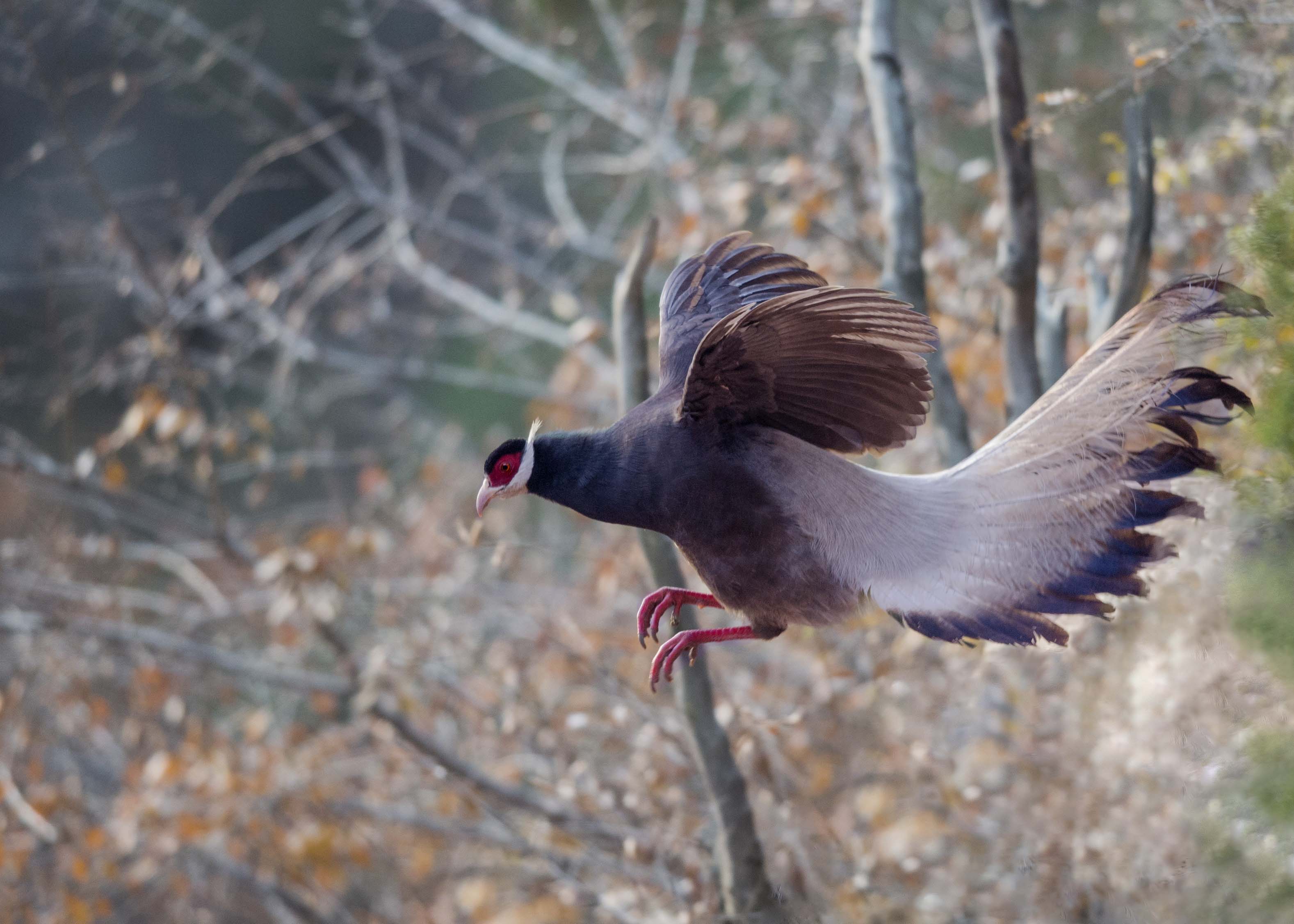 中国特有珍稀鸟类 褐马鸡