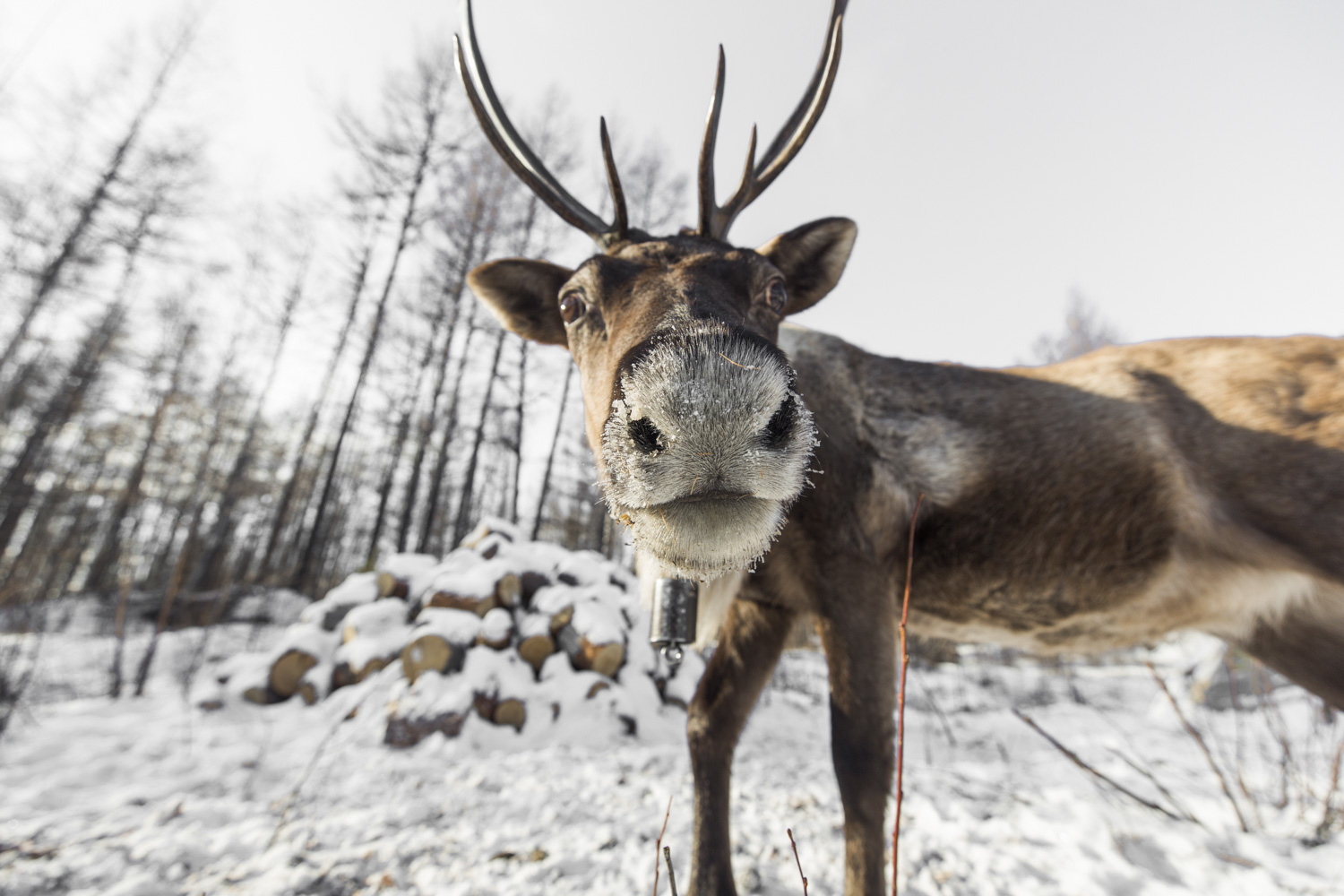 鄂温克族人与驯鹿