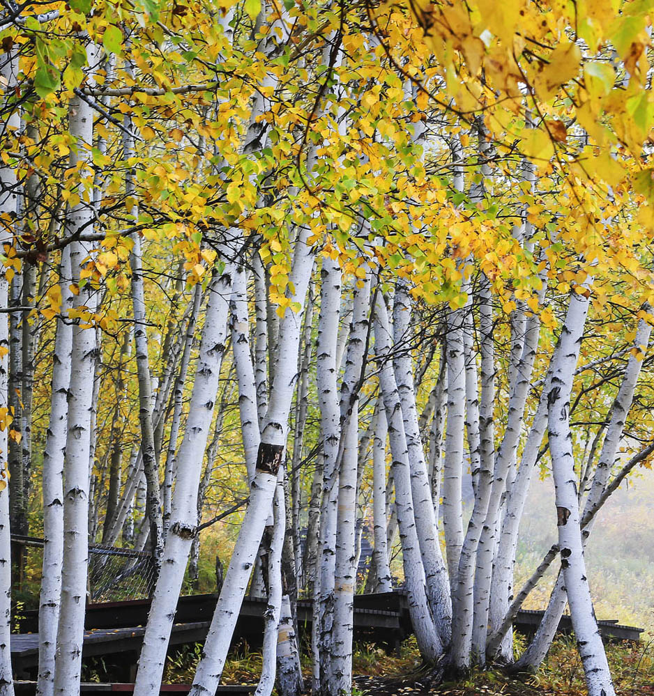 《白桦林》 曾云斌 摄