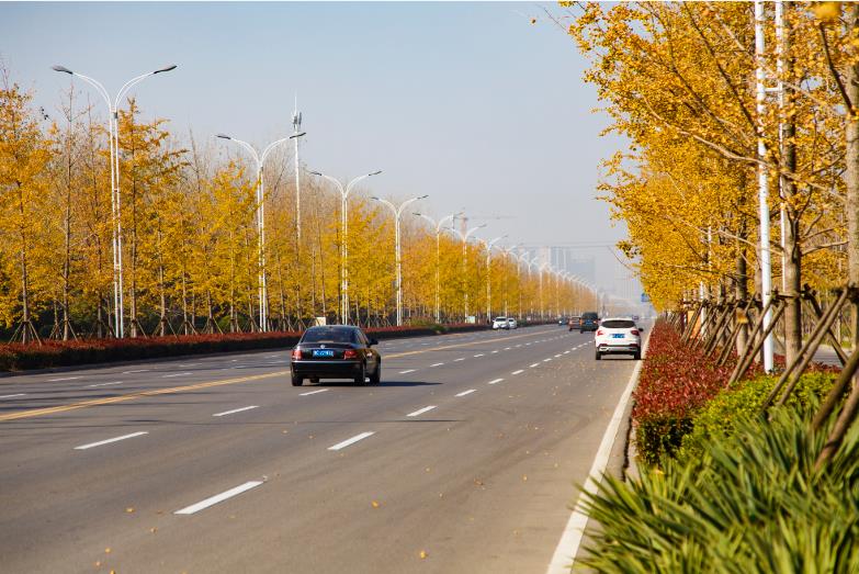 金色的银杏大道