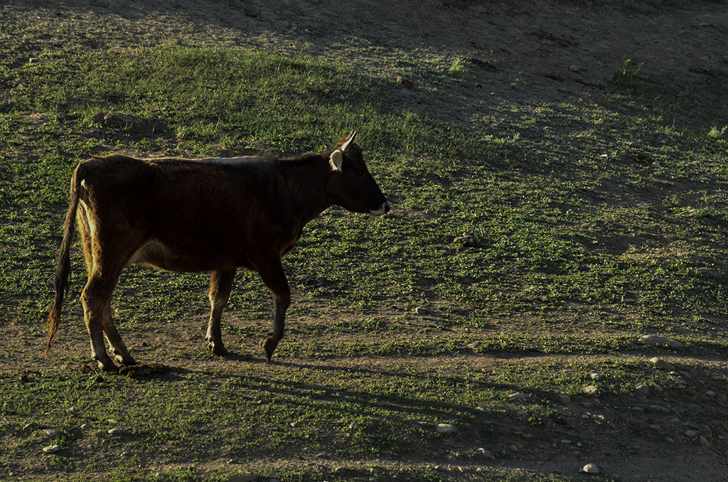 牧区韵-《大众摄影》俱乐部团体会员——军垦摄影俱乐部(1星)-大众