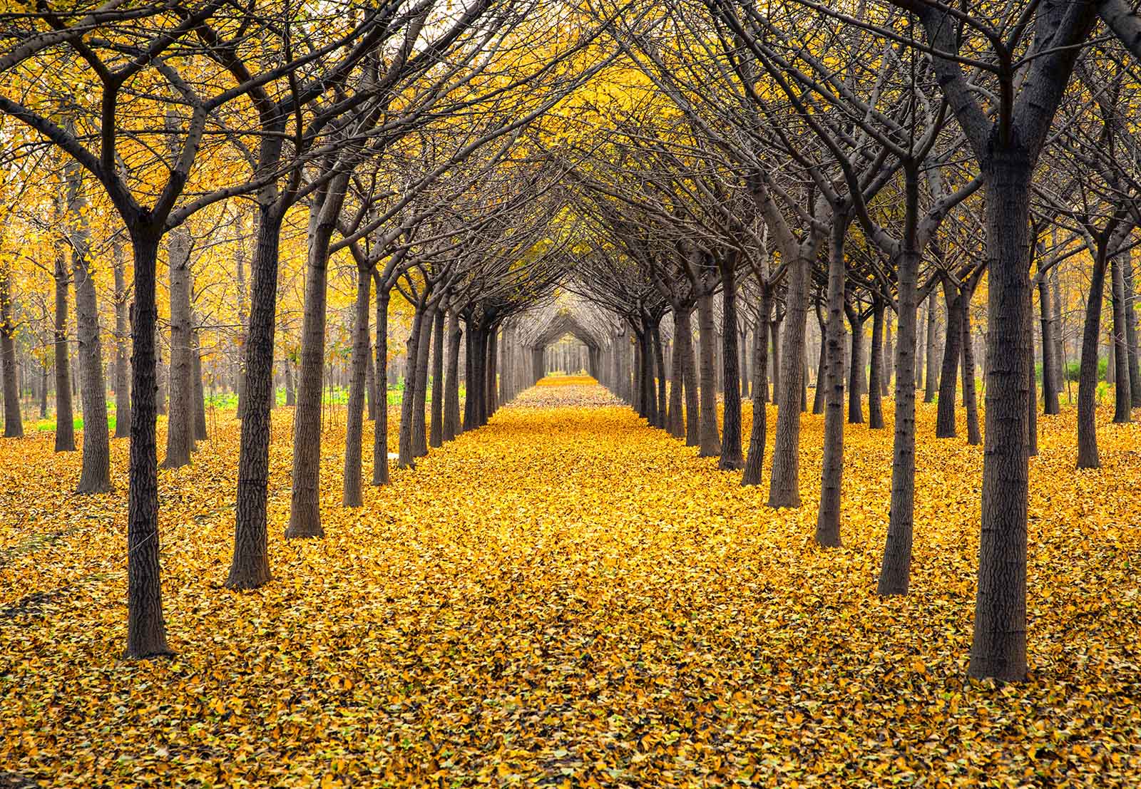 11.10拍摄于邳州,一天不同时间段拍摄的银杏大道.