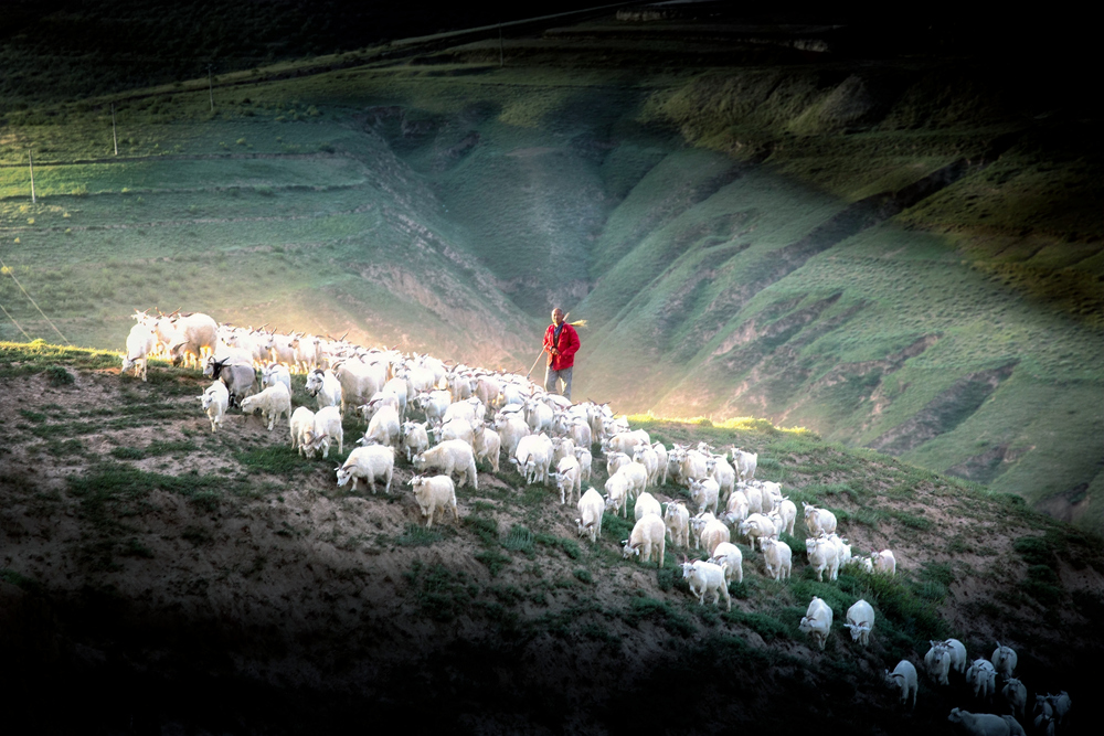 牧羊图-《大众摄影》俱乐部团体会员——宁夏论坛俱乐部(1星)-大众