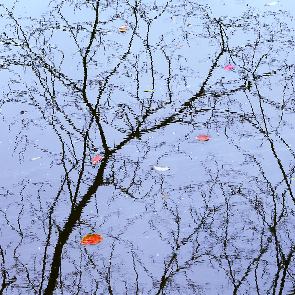 初秋淡彩-"皖南川藏线,醉美红杉林——中国宁国"全国摄影大展投稿区