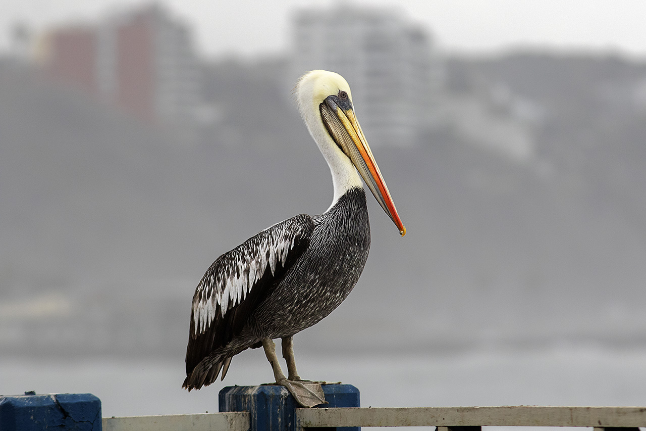 秘鲁醍醐-《大众摄影》俱乐部团体会员——天津论坛俱乐部-大众摄影网