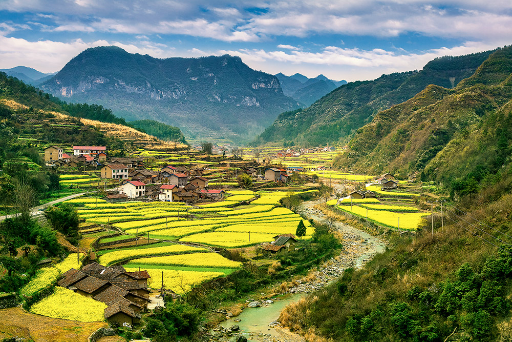 龙泉村的油菜花