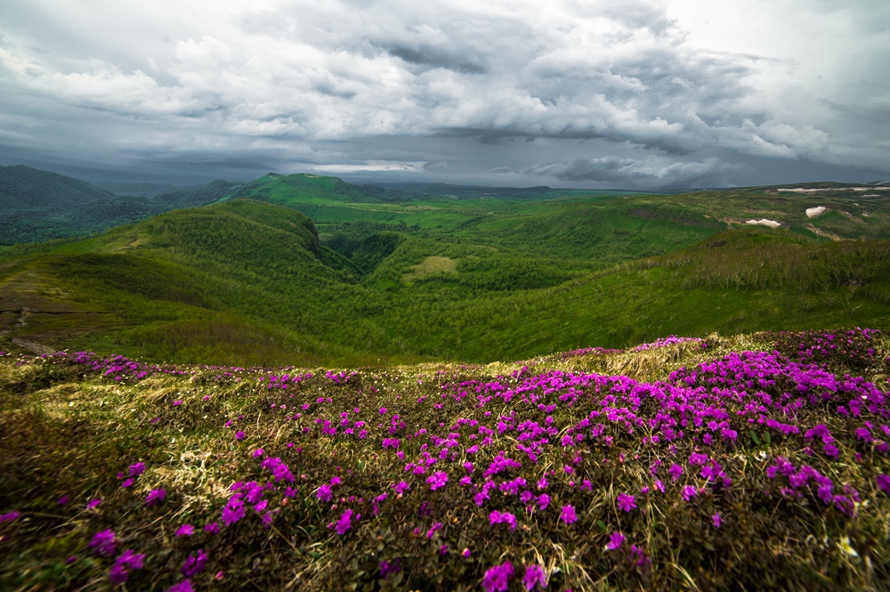 南坡长白山高山花园 (5)