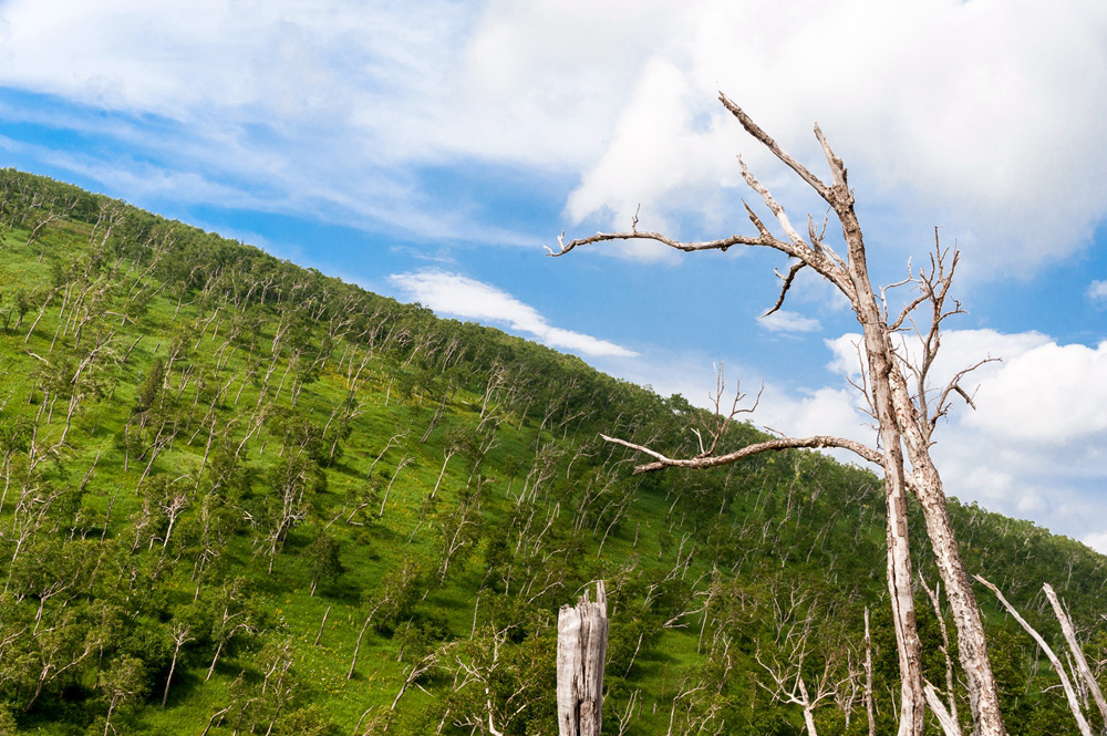 南坡长白山岳桦 (1)