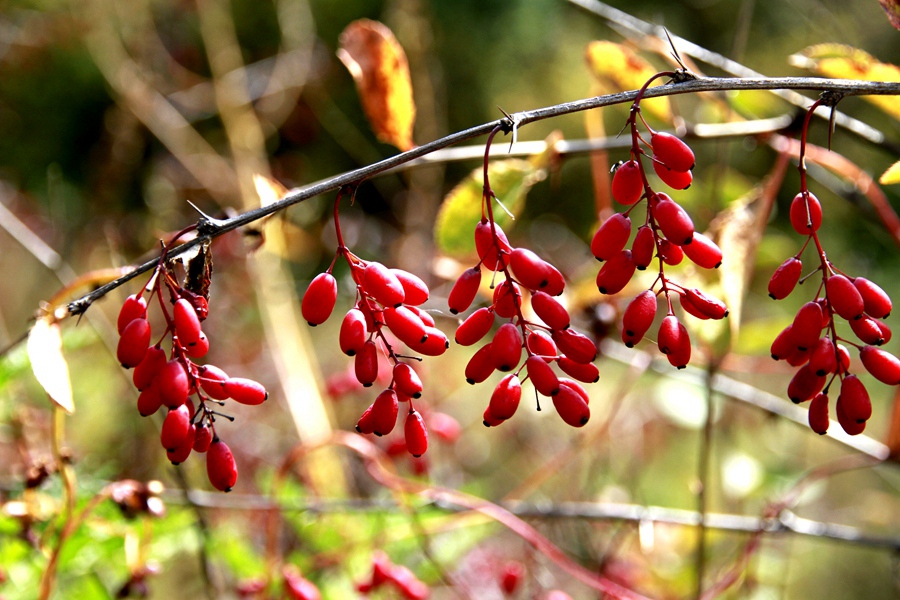 长白山野生枸杞
