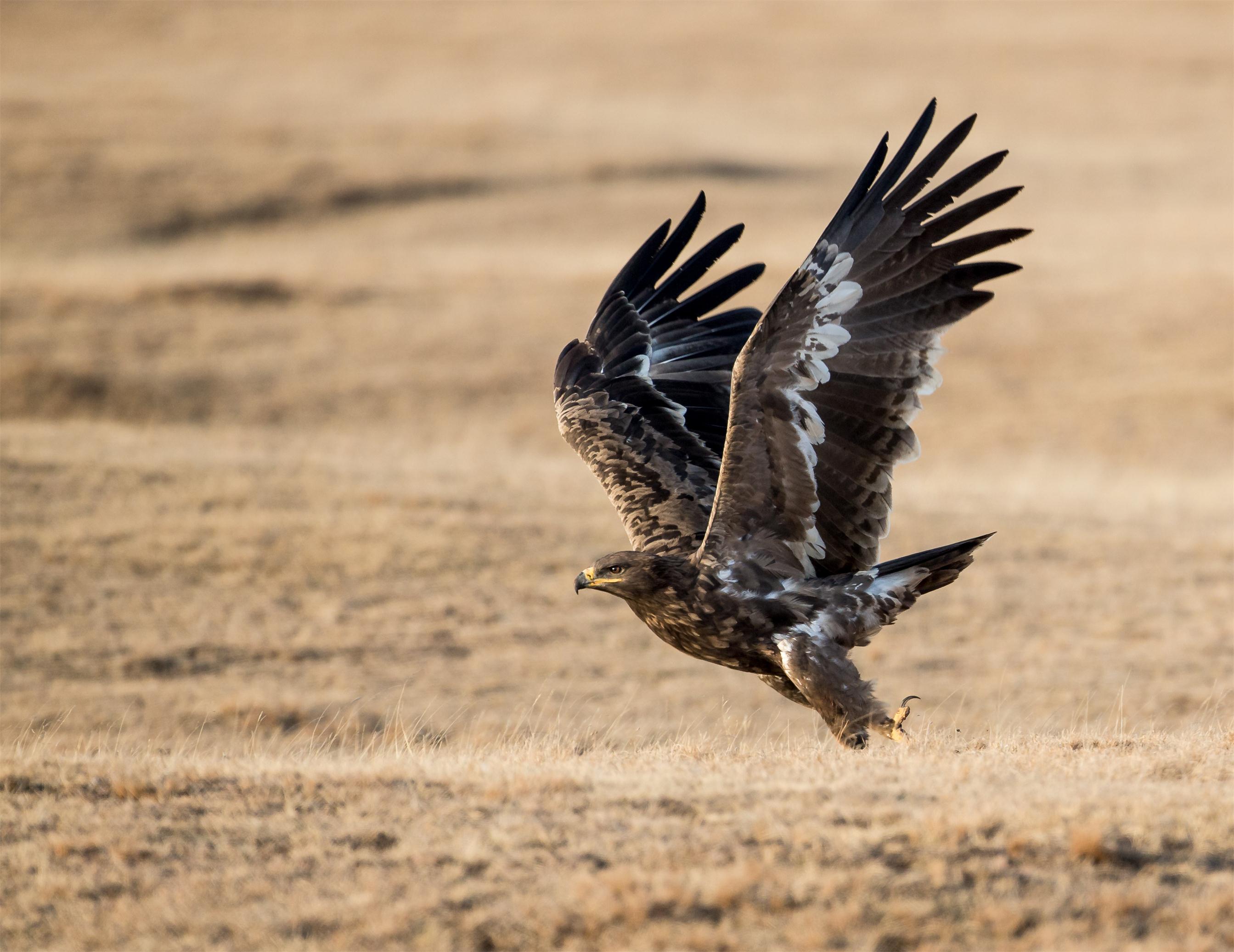 野生鸟类摄影集