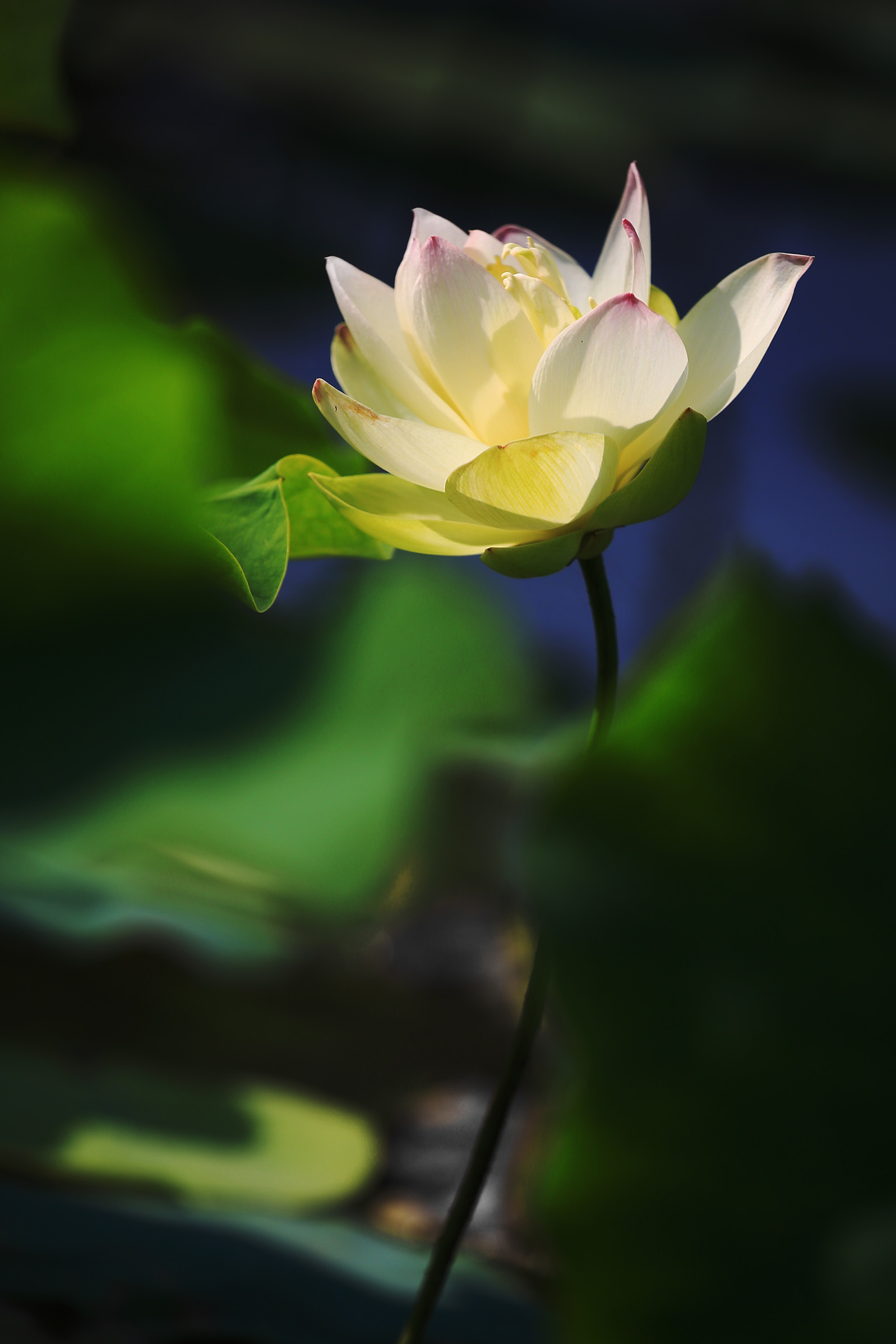 荷香四溢-《大众摄影》俱乐部团体会员——连云港新方