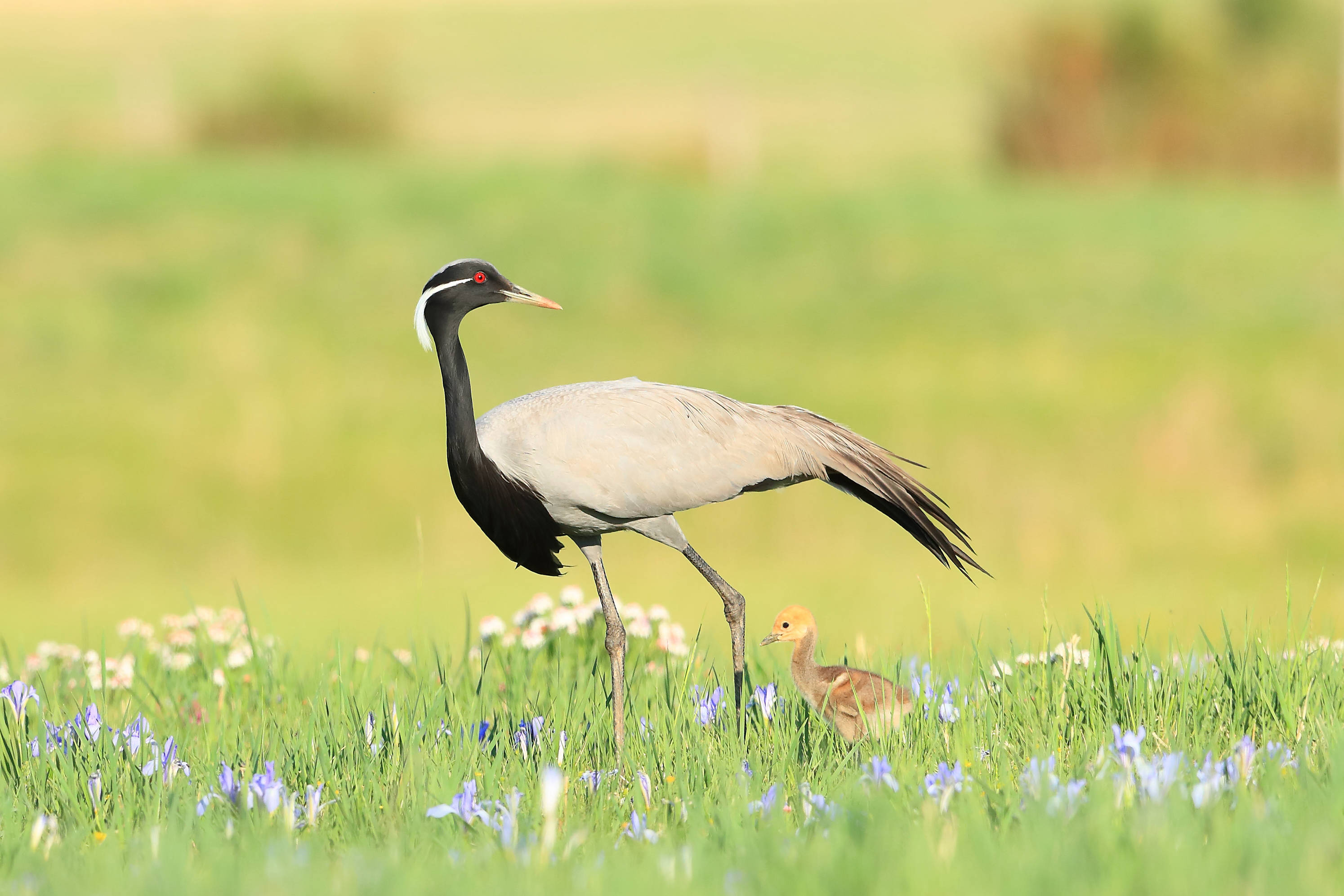 蓑羽鹤-《大众摄影》俱乐部团体会员——吉林论坛俱乐部(2星)-大众摄