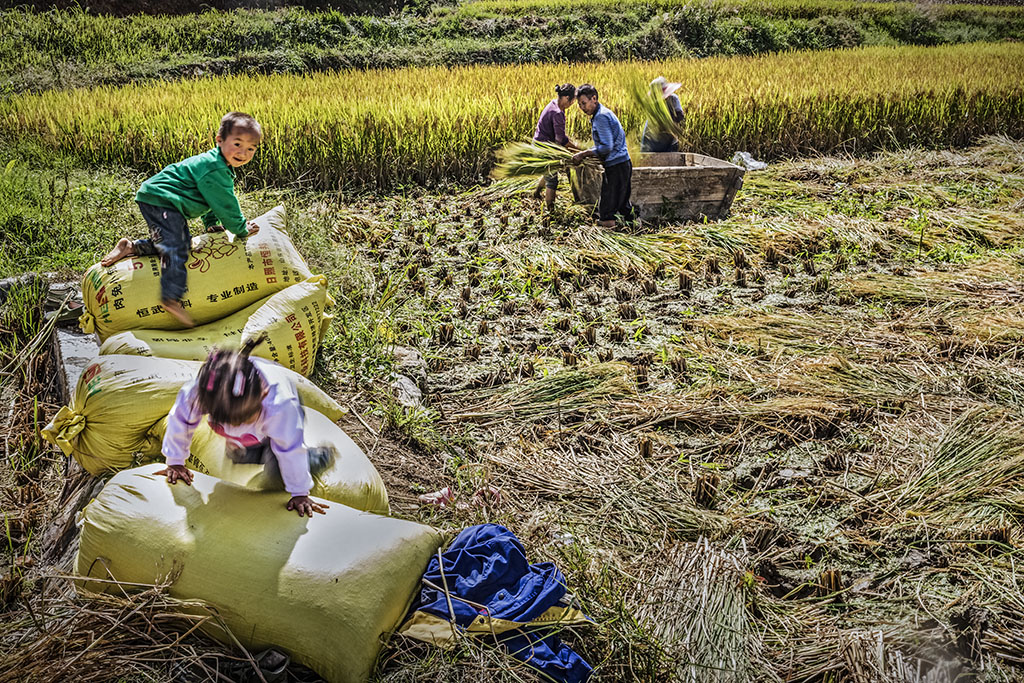 收割稻谷,小朋友在田间嬉戏,一派丰收祥和的景象.
