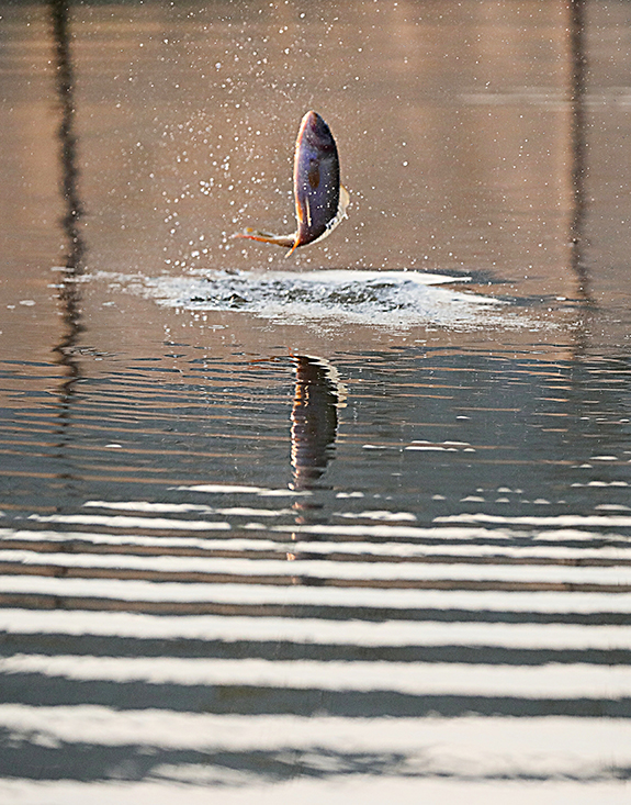 "鲤鱼跃龙门" 幸运千载难逢 摄于广西桂林全州县2017年.