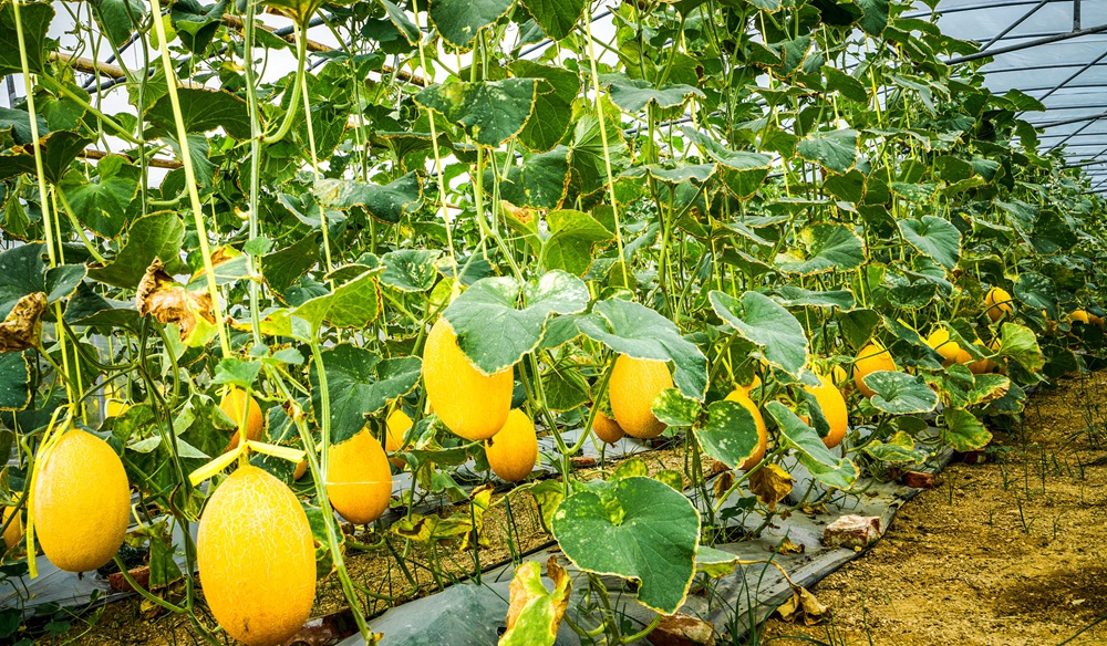 组照:扶贫贷款大棚哈密瓜喜丰收