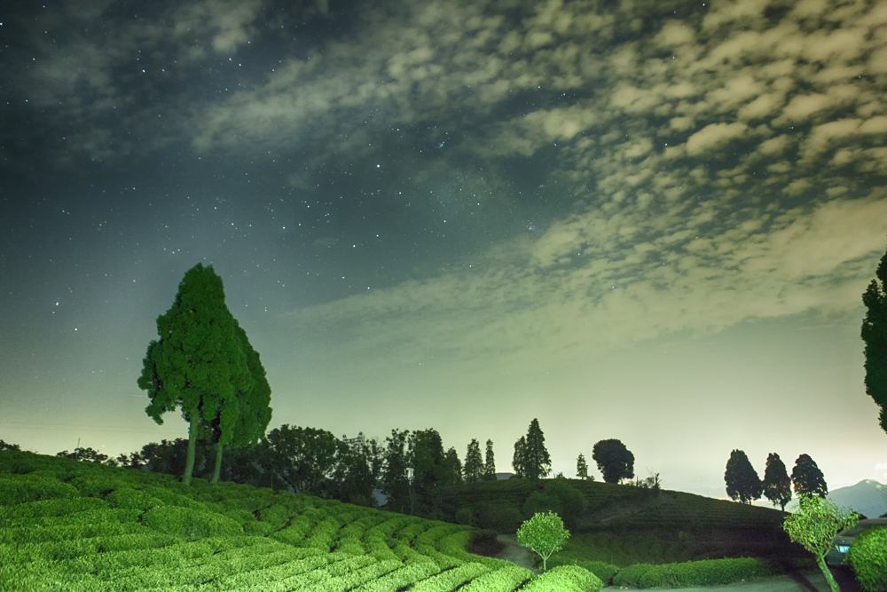 《茶园星空》