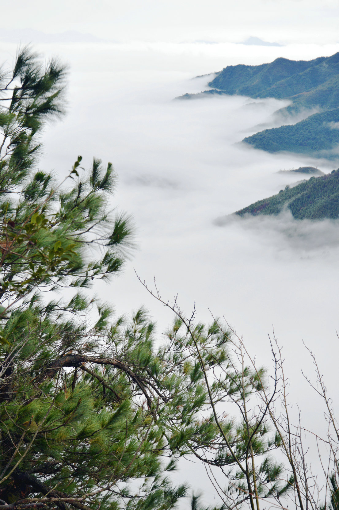 金子山松涛云海