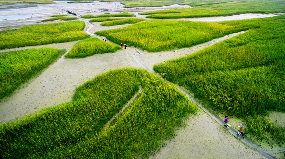 《湿地滩涂》——唐捷 摄