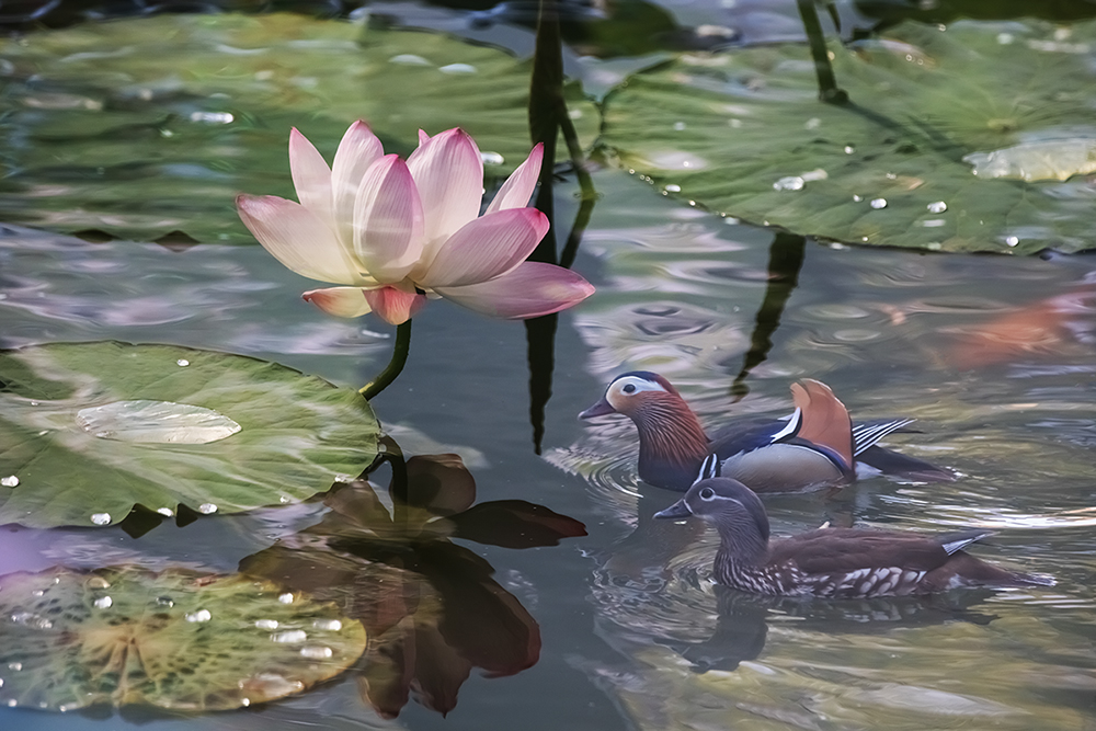 鸳鸯戏荷-《大众摄影》俱乐部团体会员——哈药影友俱乐部(2星)-大众