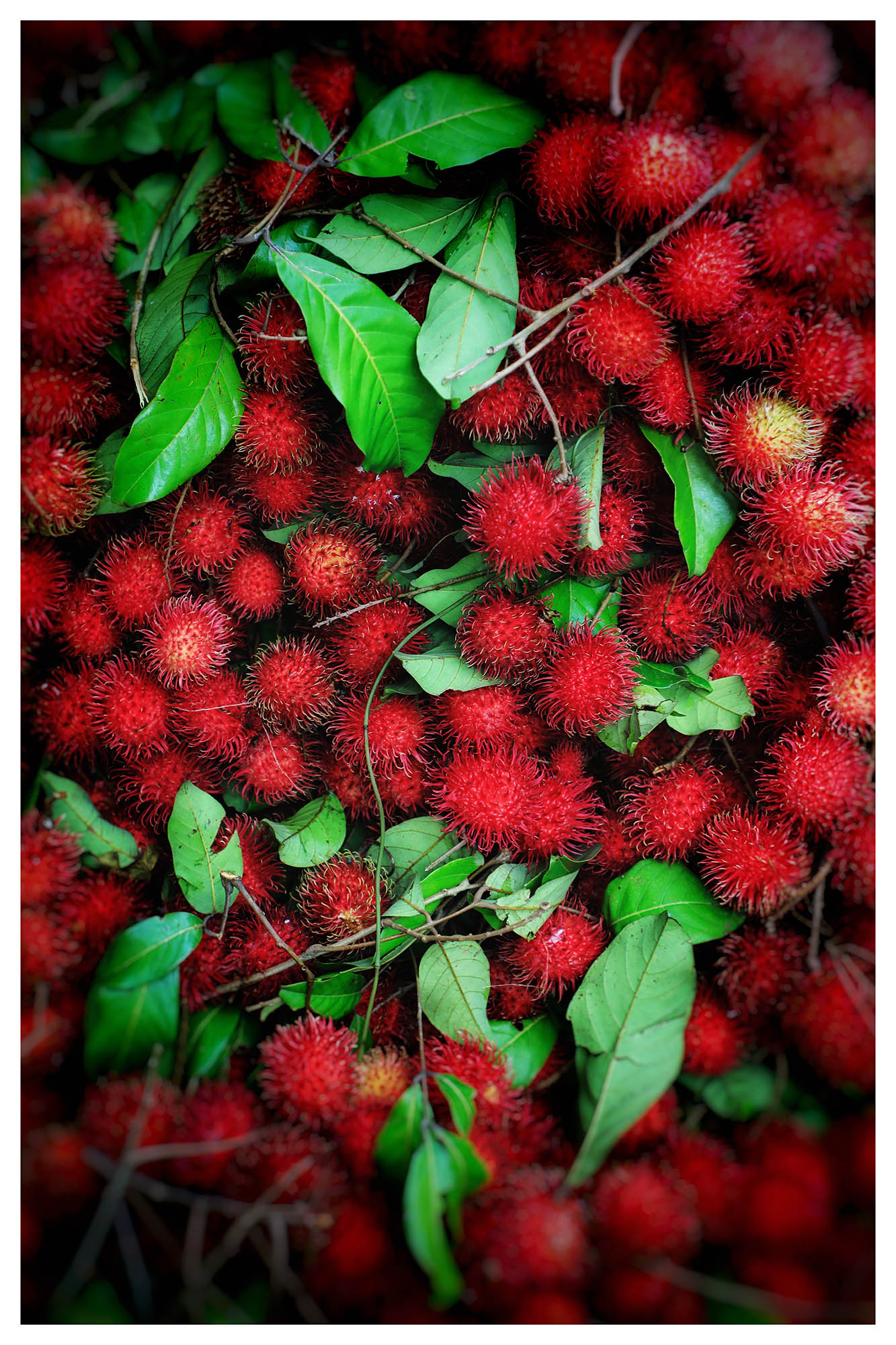 红毛丹之恋-《大众摄影》俱乐部团体会员——琥色汇俱乐部(1星)-大众