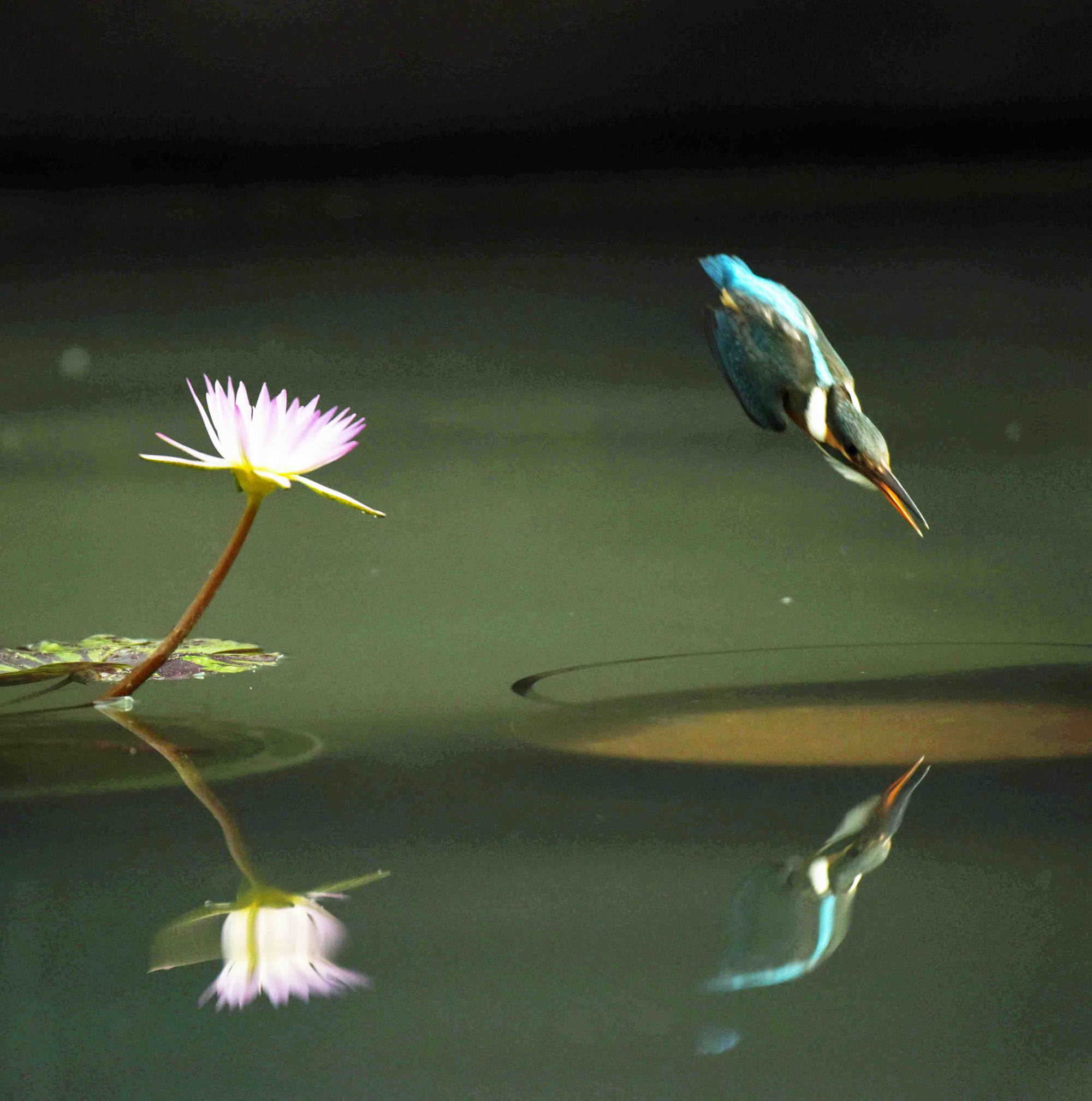 翠鸟入水捕鱼瞬间