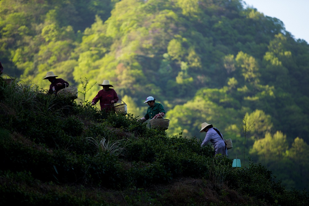 组照《春到黄石溪》2018年4月7日拍摄于黄石溪,图为采茶工们正在采茶