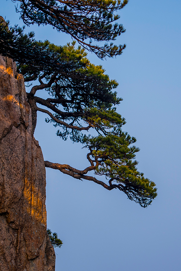 黄山松不畏冰雪风霜,屹立在峭壁上.