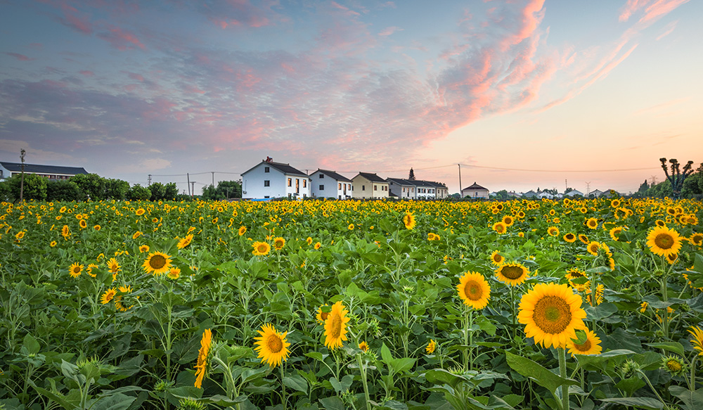 乡村花海映彩霞-"千灯杯"中国好风光全国摄影大展投稿区-大众摄影网 -
