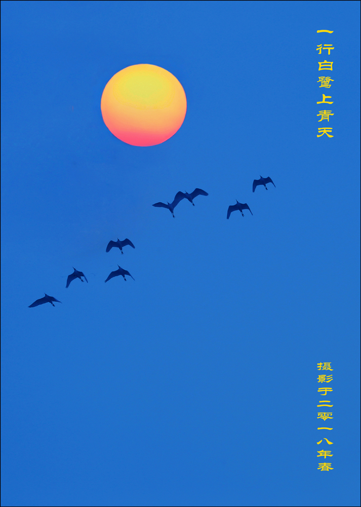 《一行白鹭上青天》