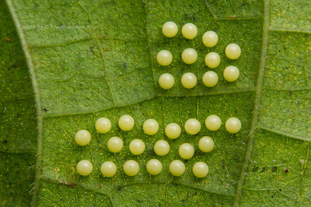 蛾卵,像珍珠