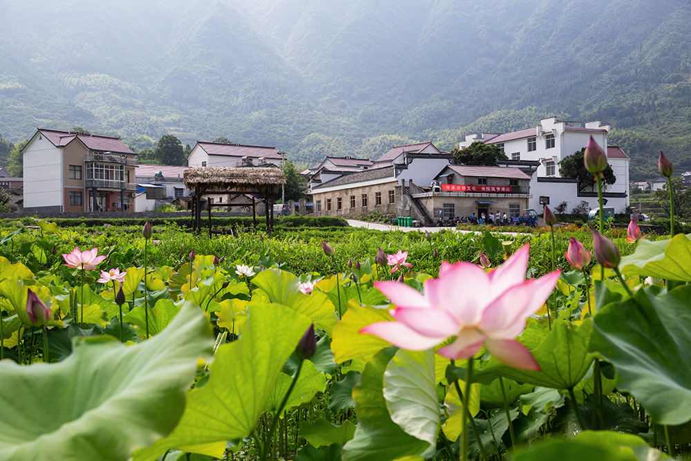 过雨荷花满村香-原生态最美山乡 —安徽石台"全国