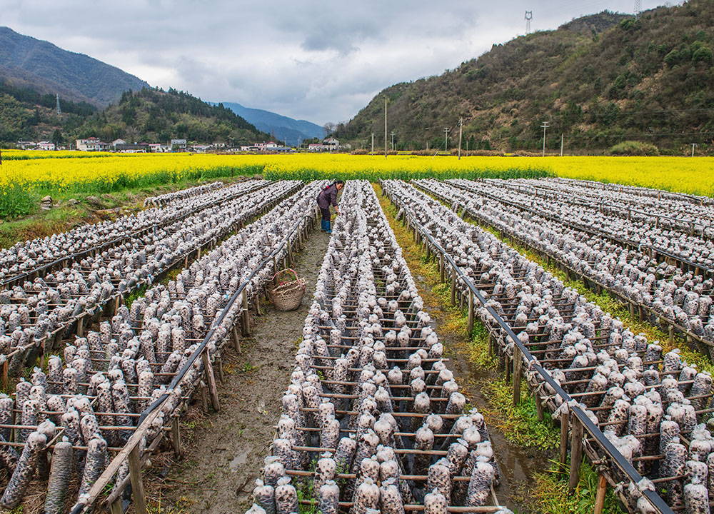 木耳种植(组照4张)