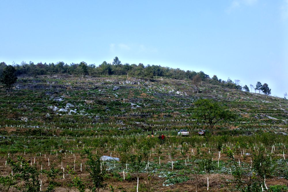 荒山变果园(百亩石榴种植)