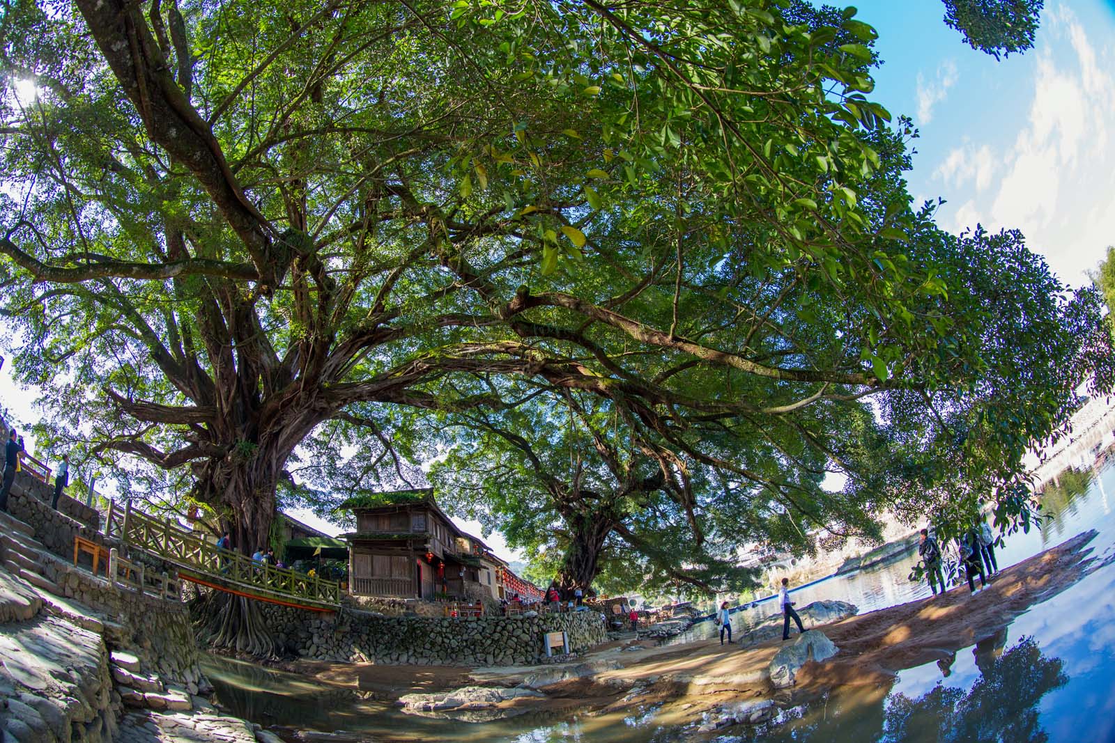 百年古榕(组图)1-6