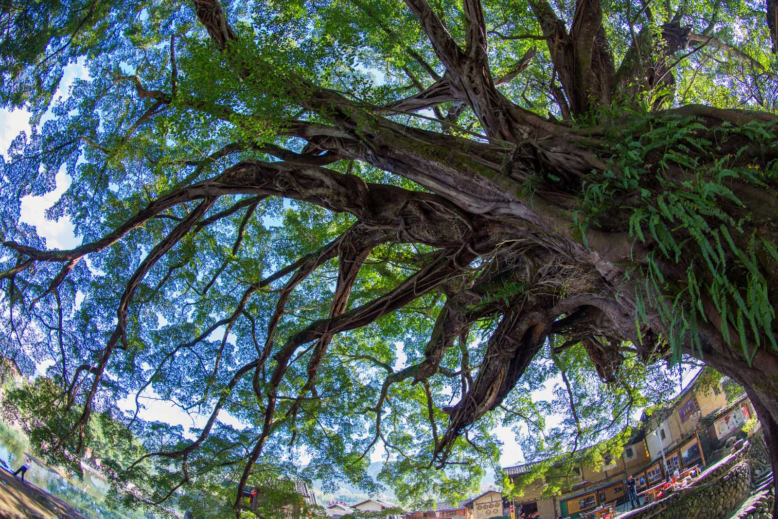 百年古榕(组图)1-6