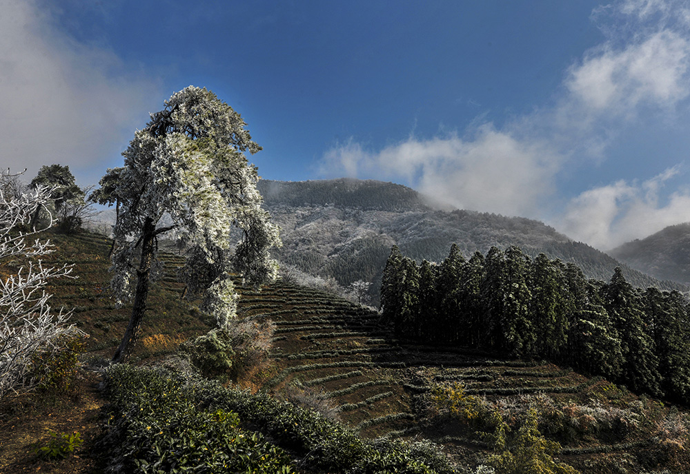 寒霜似雪挂枝头
