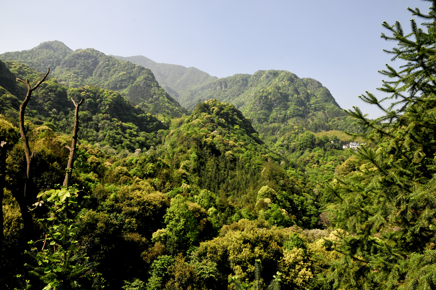 《密林深处有人家》