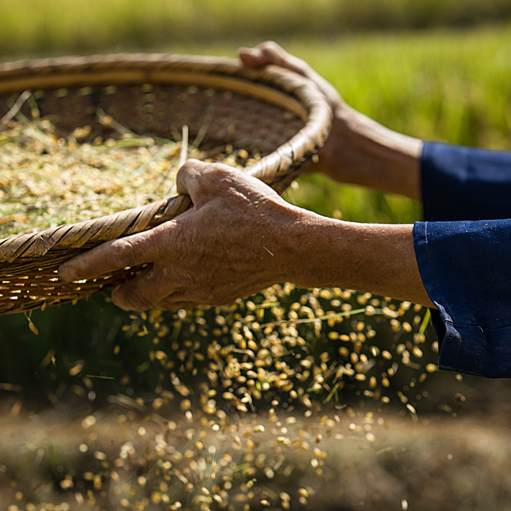 劳动人民的手-原生态最美山乡 —安徽石台"全国摄影大展投稿区-大众