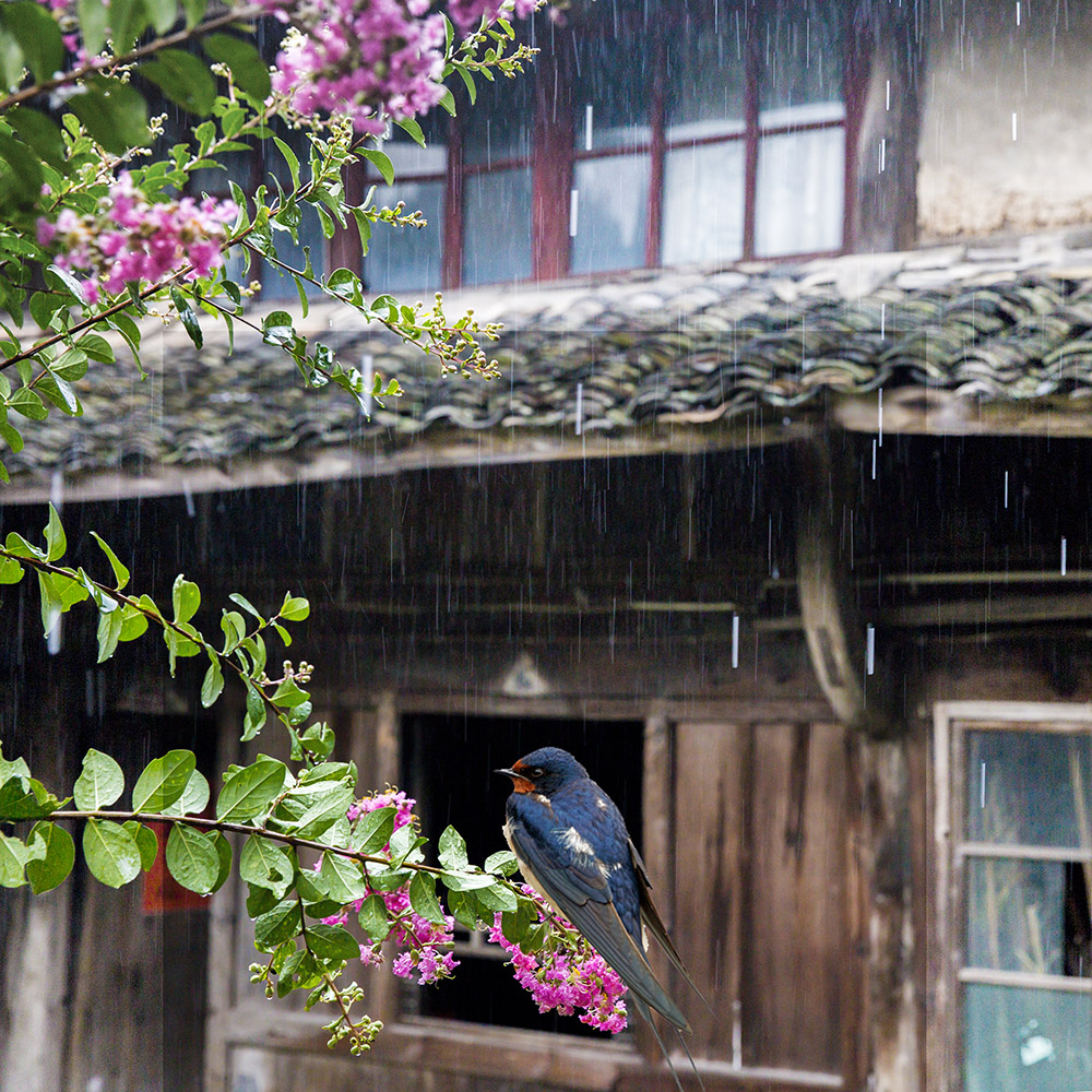 雨中老宅