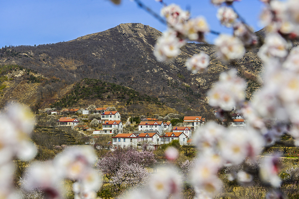 樱桃花开樱桃谷