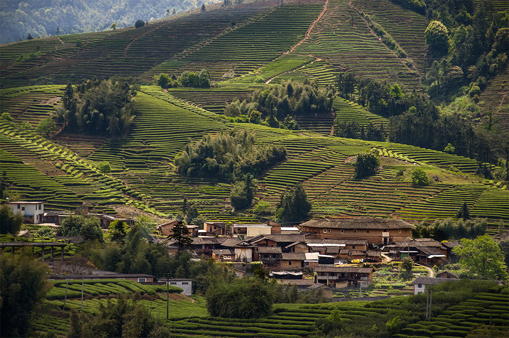4.10 枫林村 茶叶村的春季景色.jpg