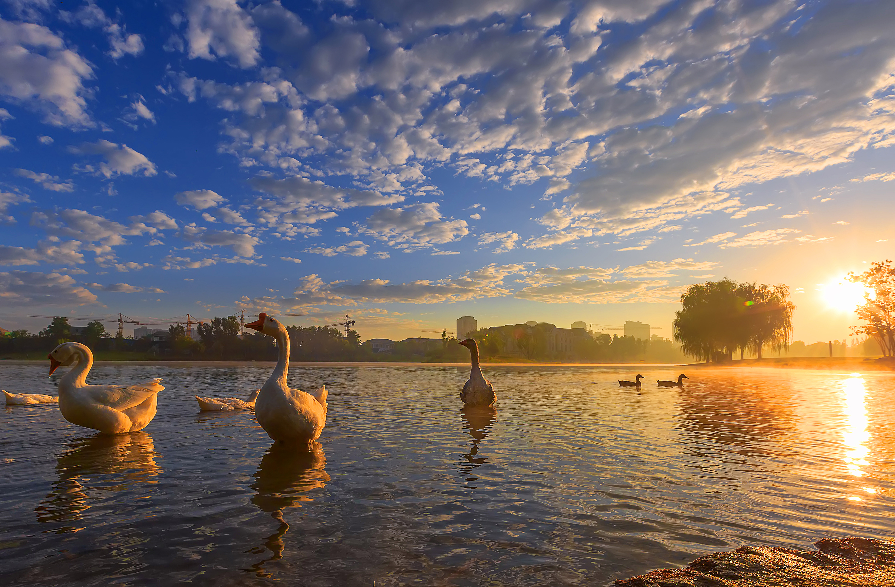 天鹅湖的早晨-"千灯杯"中国好风光全国摄影大展投稿区-大众摄影网