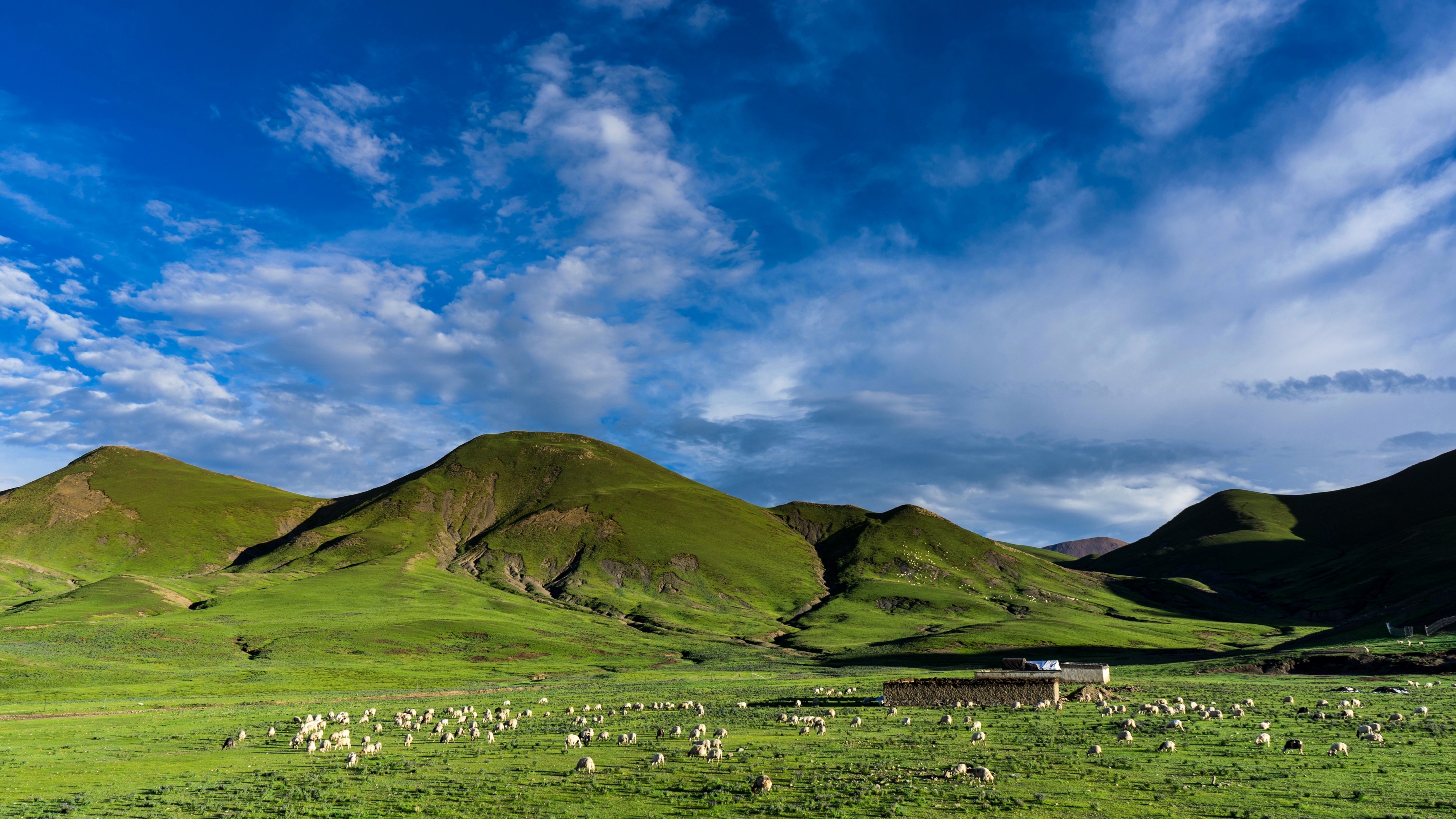 x 《雪域牧歌》——-2017年8月拍摄于拉孜县_dsc9295-1-3_781.jpg