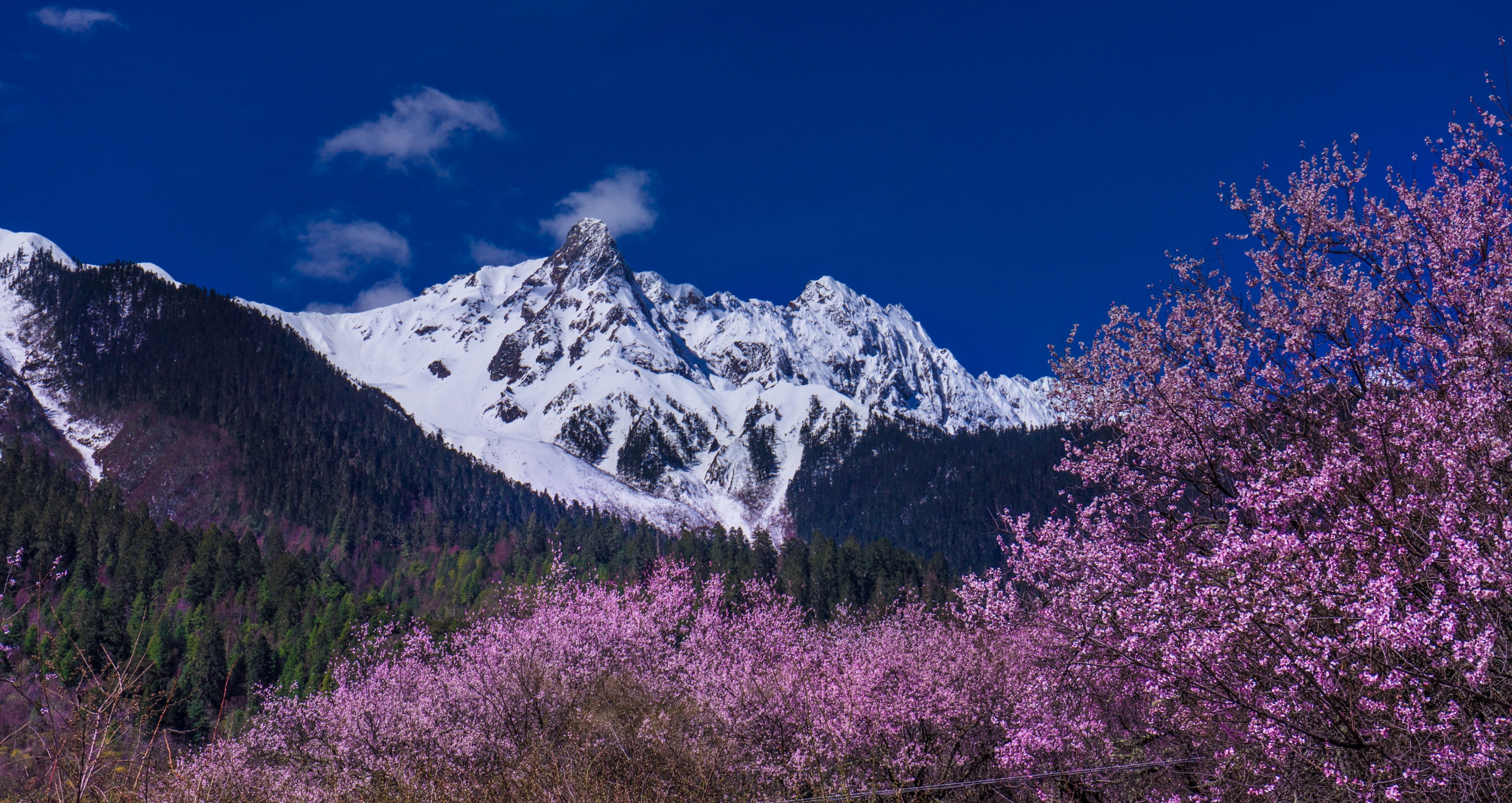 雪山之下桃花开