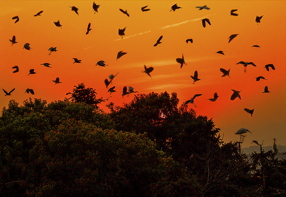 《百鸟归巢》