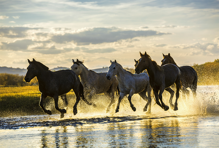2018年9月24日拍摄于内蒙古赤峰乌兰布统,奔腾的骏马溅起的水珠在