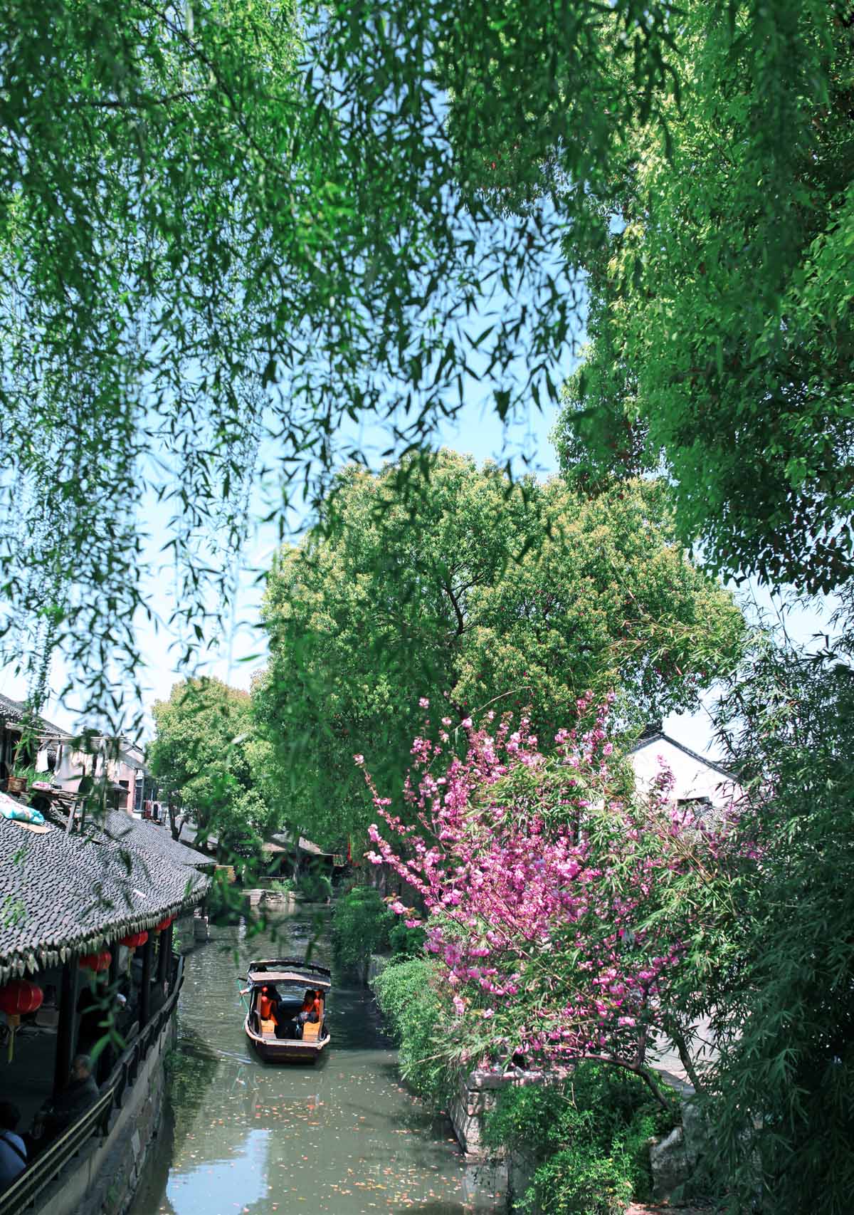 《春风又绿江南岸》摄于江苏苏州甪直古镇