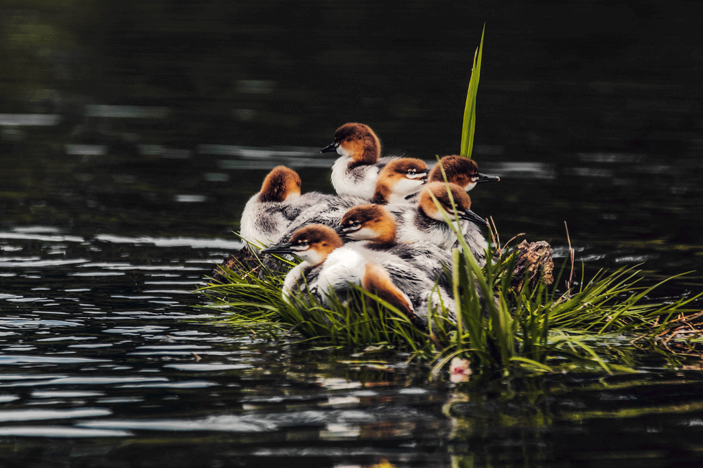 中华秋沙鸭雏鸭 (1)